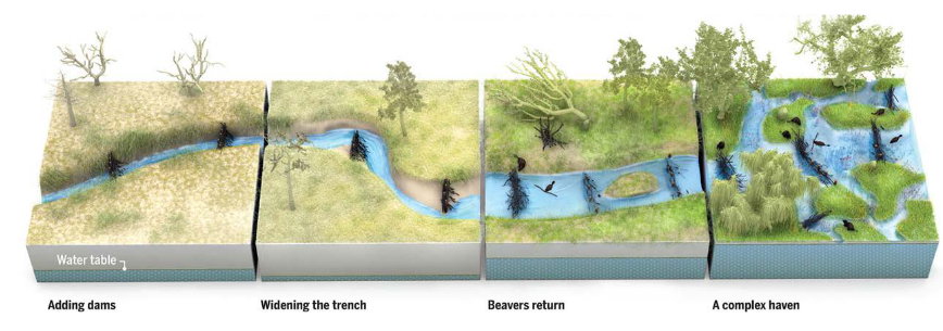 Sequence of four illustrations of a stream showing changes over time