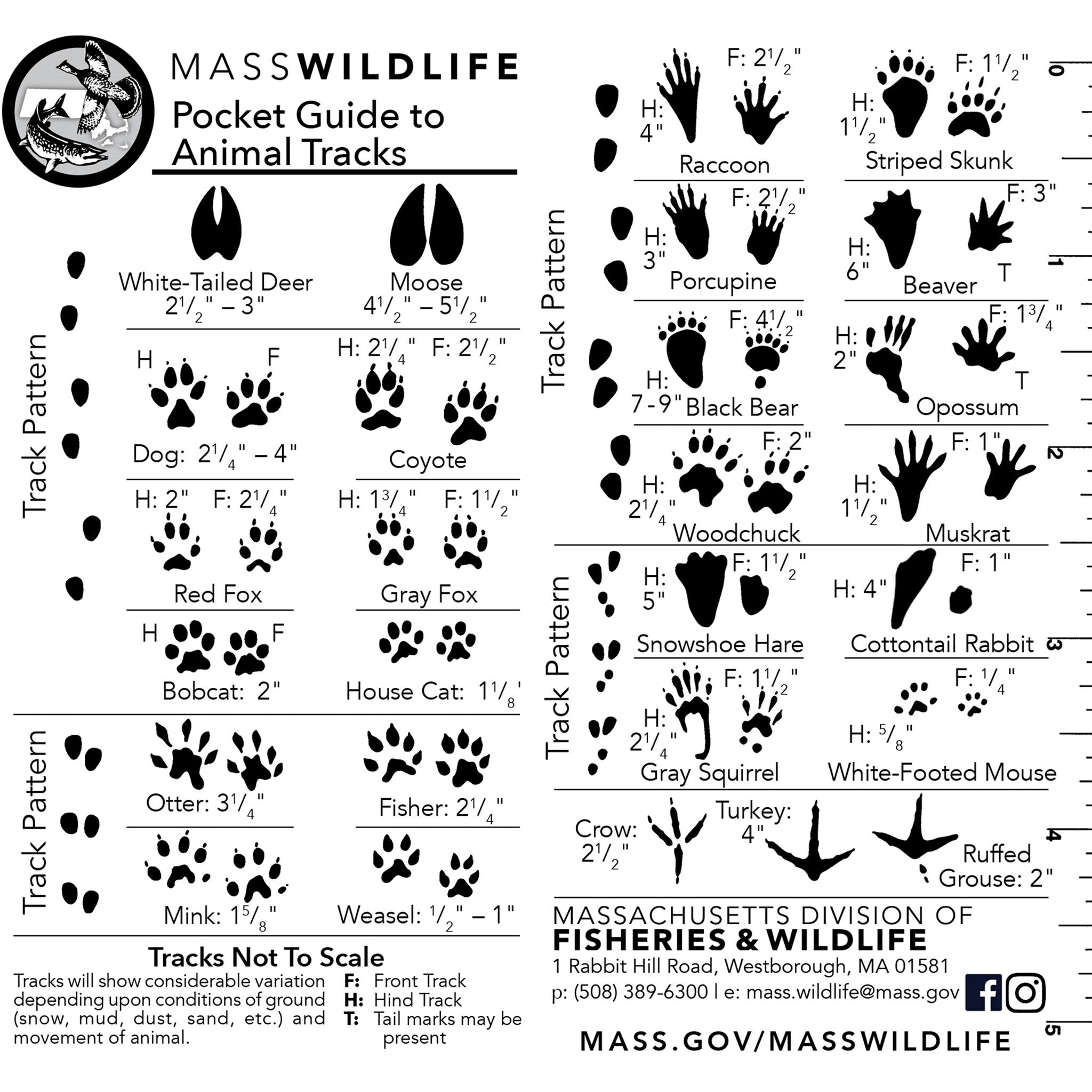 MassWildlife’s Animal Track Card