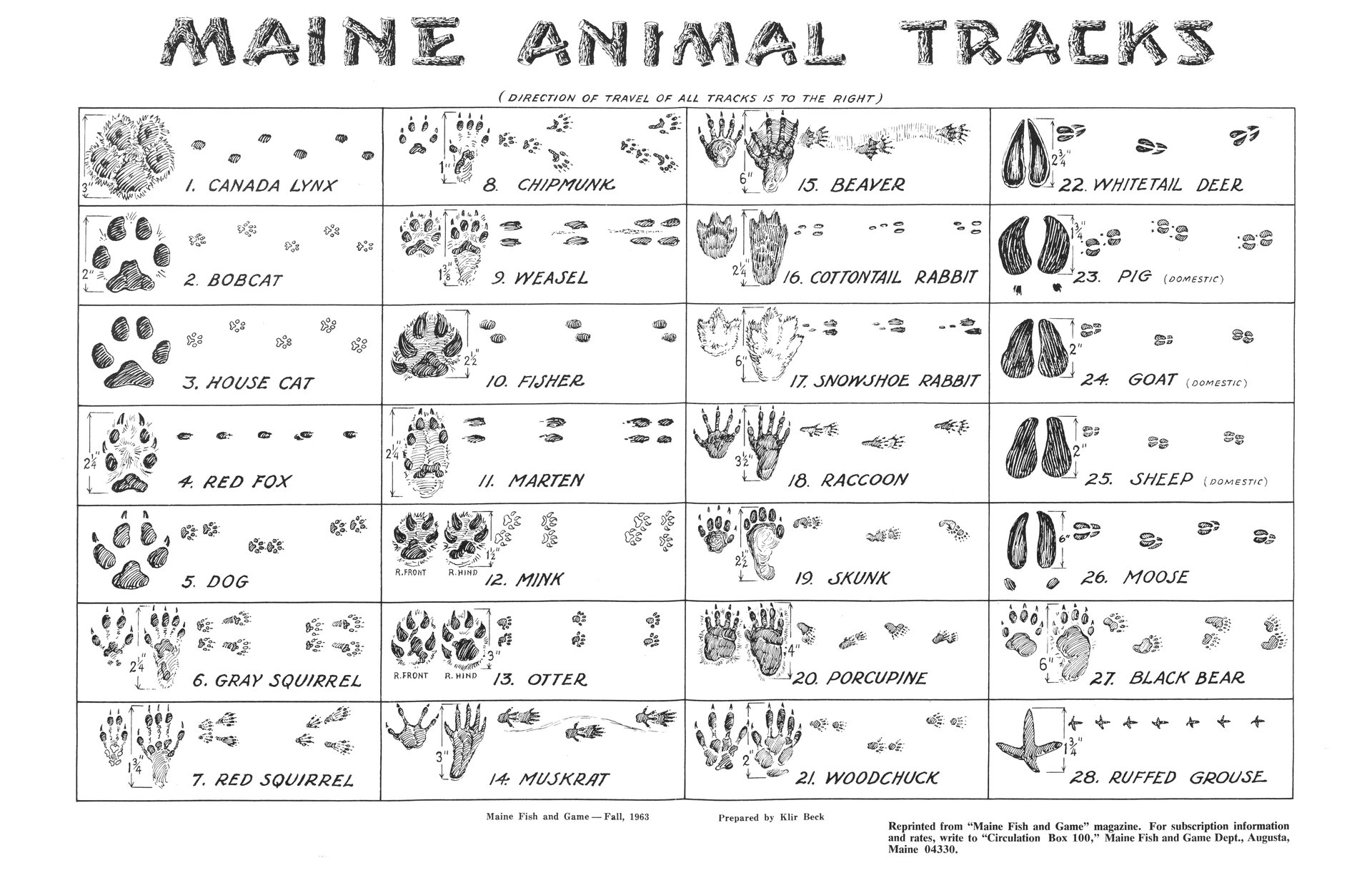 Maine Animal Tracks