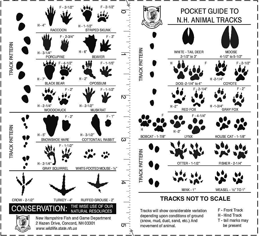 Pocket Guide to N.H. Animal Tracks